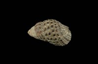 藏品(白葚蟹守螺)的圖片